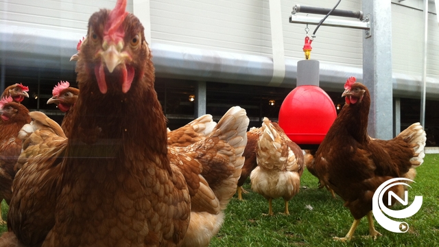 Vogelgriep in Balen: maatregelen gelden ook in delen van Mol en Kempen