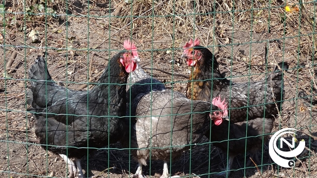 Vogelgriep vastgesteld bij hobbyhouder in Balen: pluimveehouders in de regio moeten dieren afschermen