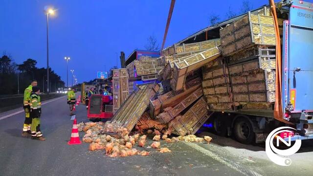 E313 Grobbendonk : vrachtwagen met 1.000-en kippen gekanteld, snelweg opnieuw vrij 