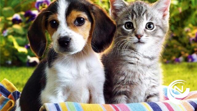 Politie Zuiderkempen onderschept transport katten en honden 