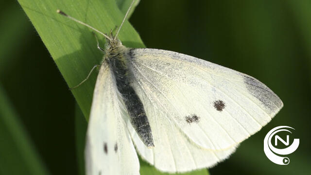 Koolwitjes meest gespot tijdens vlindertelweekend Natuurpunt