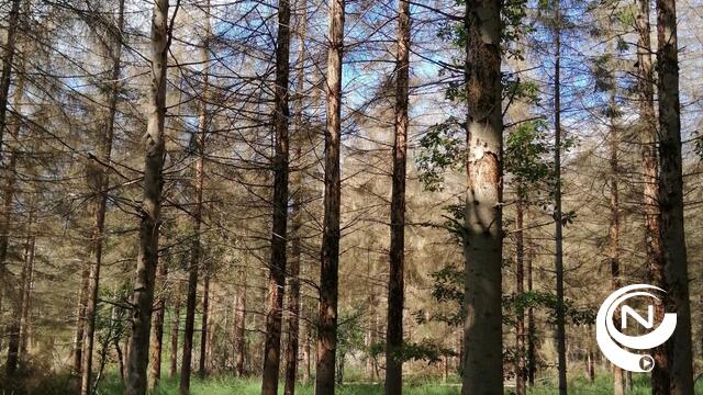 Kappen afgestorven sparren en lorken Kommiezenheide in Postel, start begin april   