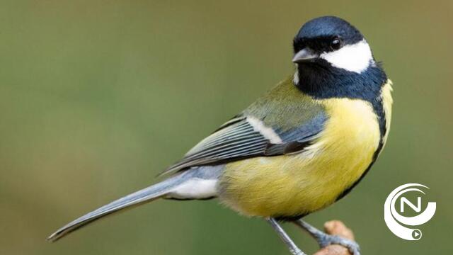 Vogeltellers : 'Koolmees is nummer 1 in provincie Antwerpen'