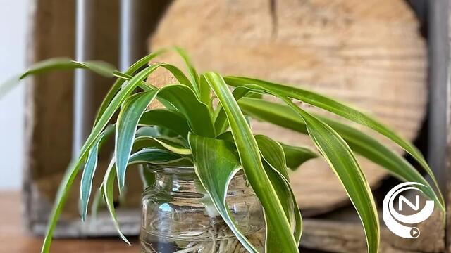 Roots&Goods van kOsh : Unizo leeronderneming 