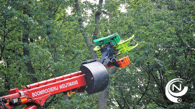 N13 : bomen rooien aan andere kant Lierseweg gestart