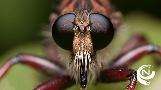 Maxim Piessen - Macrofotografie