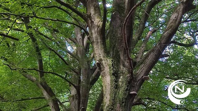 Grobbendonk zet stap naar duurzame en serene laatste rustplaats in Molenbos