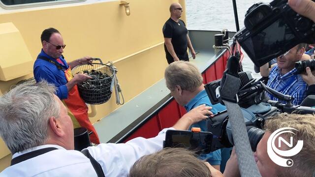  Eerste Zeeuwse mosselen zijn 2 weken vroeger in het land en "ze hebben een mooi visgewicht"
