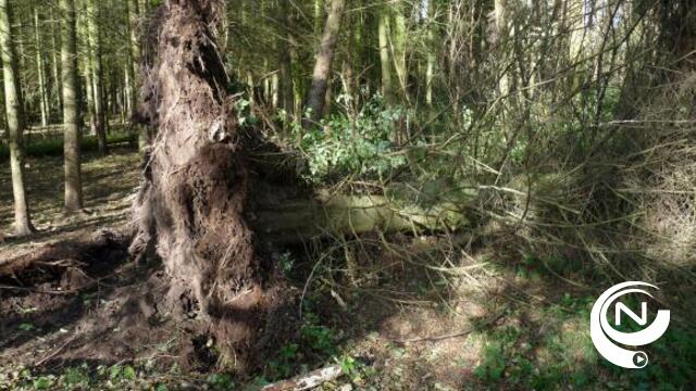 Zieke sparren in De Averegten worden gekapt