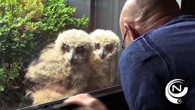 3 oehoe-jongen geboren in bloembak van gemeentemedewerker in Stationsstraat: 'Samen tv kijken'- vid