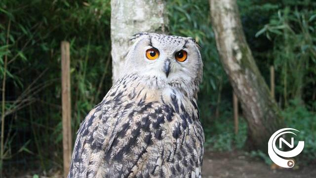 Gewonde uil was niet de vermiste oehoe maar gewone bosuil 