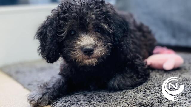 Hond Sloeber aangevallen door andere hond in Oevel: "Gelukkig kon een buurman hem losrukken, anders was hij doodgebeten"