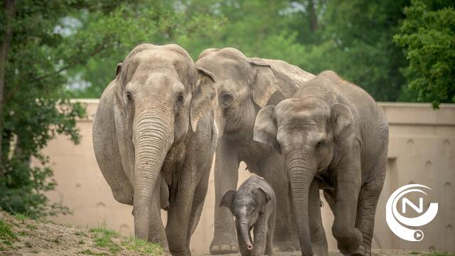 24 ontslagen bij Zoo Antwerpen en Planckendael 