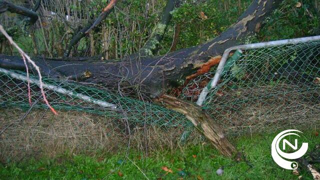 Dikke boom op Goorseweg in Kasterlee valt op achtjarige fietser, Ferre als bij wonder ongedeerd