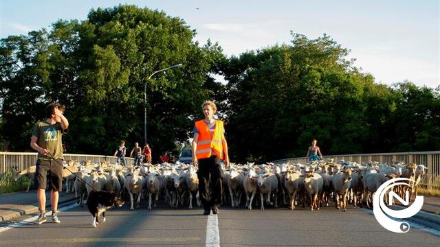 250 schapen helpen beheer heide Natuurpunt Grobbendonk-Herenthout 