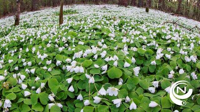 Bloemenpracht in bossen Hoge Mouw