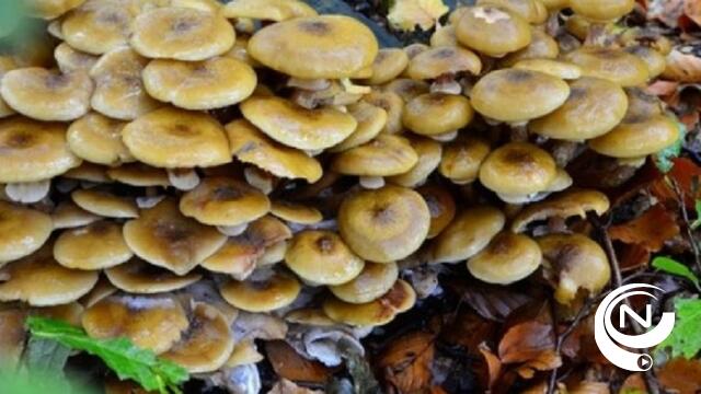 Averegten zoekt 1.000 soorten planten, dieren, paddenstoelen 