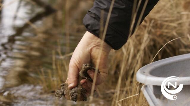 Paddentrek komt volop op gang, vorig jaar in provincie 46.968 padden gered 
