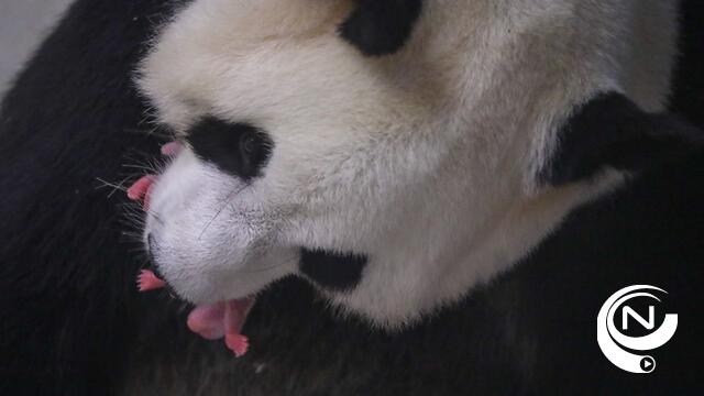 Uniek en onverwacht: reuzen­pandatweeling geboren in Pairi Daiza - VIDEO