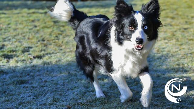 Honden vergiftigd en doodziek na wandeling in het Westels Rietje
