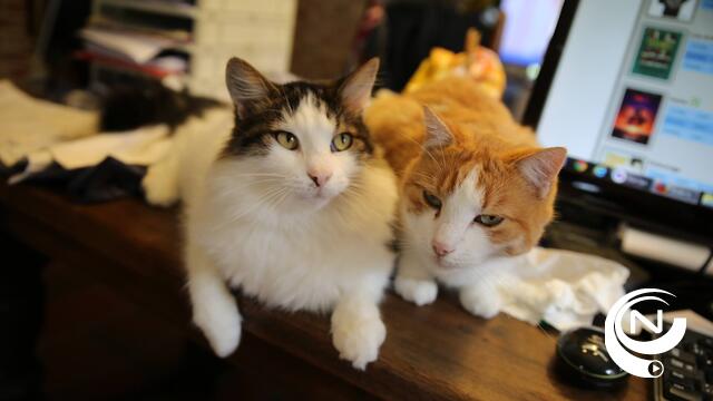 Ben Weyts: 'Verplichting om katten te chippen nog niet rond'