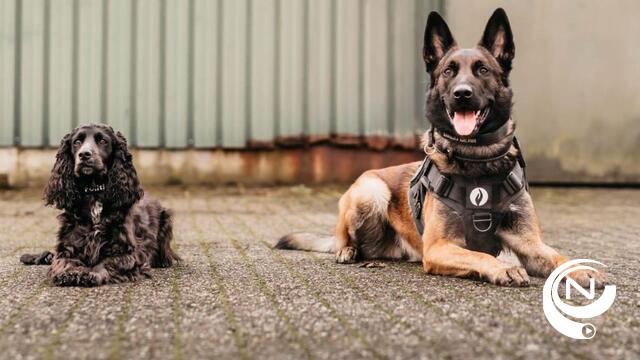 Ego en Bluebelle nieuwe drugshonden politie Turnhout: "Getraind om 11 (!)  soorten drugs en cash geld op te sporen"