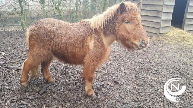 Eigenaar verwaarloosde pony gezocht 