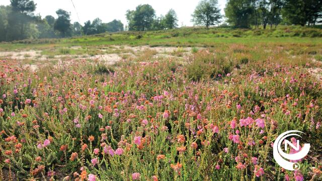 Prinsenpark breidt oppervlakte heide uit