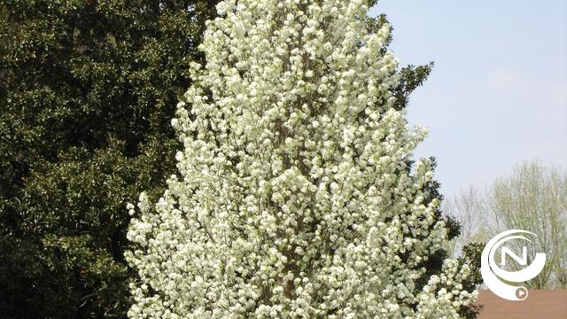 Nijlensesteenweg krijgt nieuwe bomen