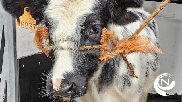 Koe en schaap zwaar mishandeld en vastgeketend in Ravels: "Middeleeuwse toestand"