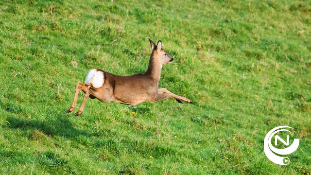 Ree - foto Stichting Reeënopvang  NL