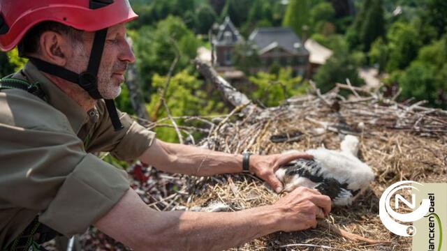 66 ooievaarsnesten worden gecontroleerd in Planckendael 