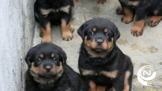 Douane vindt 16 illegale rotweilerpuppy's in bestelwagen in Kasterlee 