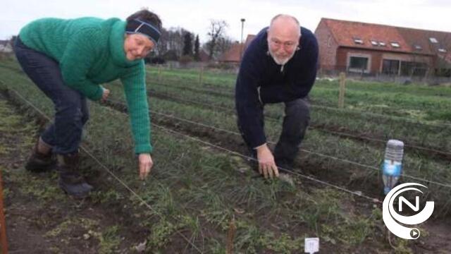Vrijdagmiddag start oogstseizoen saffraan in Morkhoven 