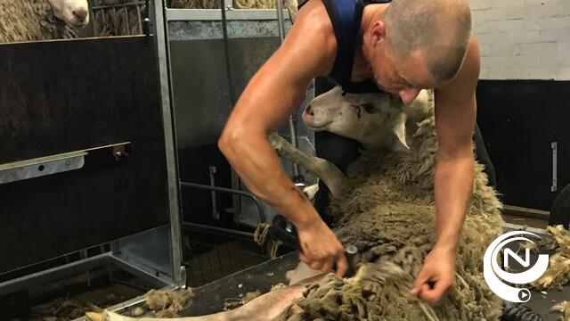Schapenscheerfeest KEMP vzw te Geel