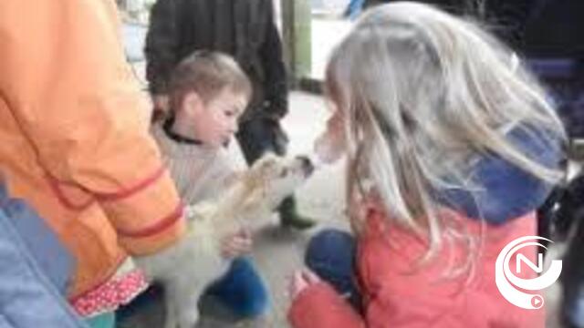Lammetjesdagen in de Schaapskooi in Lichtaart 