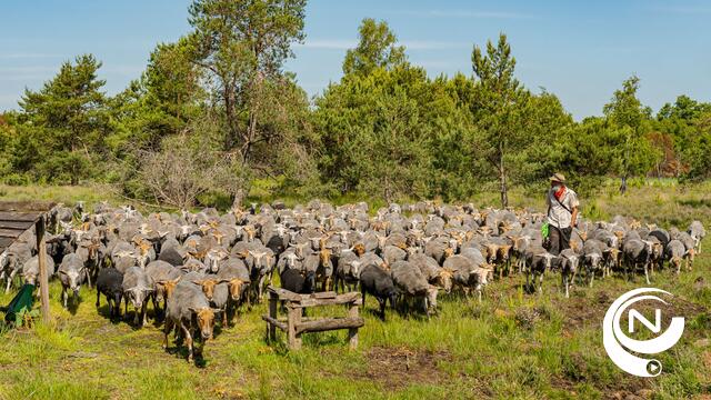 Schaapscheerfeest op Kesselse Heide