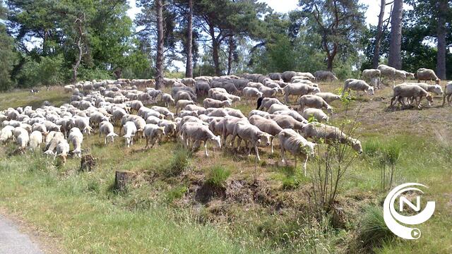 Schapen begrazen oevers Molse kanaalplas 