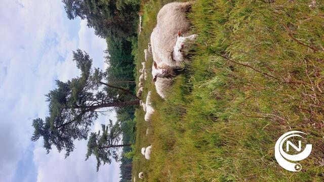 Agentschap voor Natuur en Bos start met schapenbegrazing op Vliegveld Malle