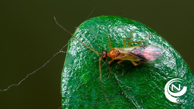 Zeldzame schildwesp duikt op in Herentals