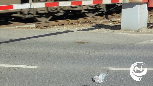 2015: Jaar van het spoorlopen en slagboomkruipen, 2 doden in regio Neteland (1)