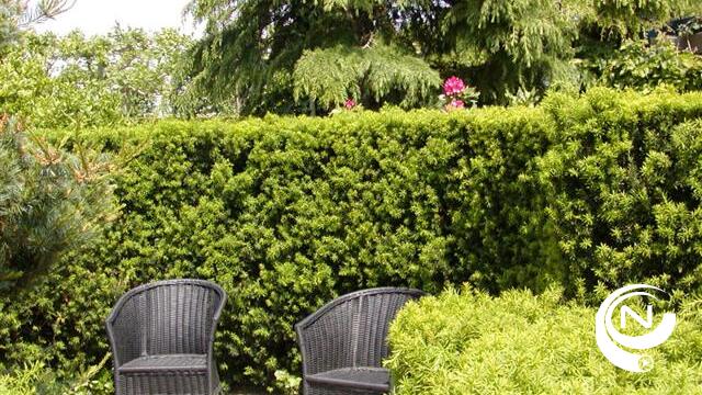 Gemeente Grobbendonk gaat strijd aan tegen kanker - overhandiging cheque inzamelactie taxus 