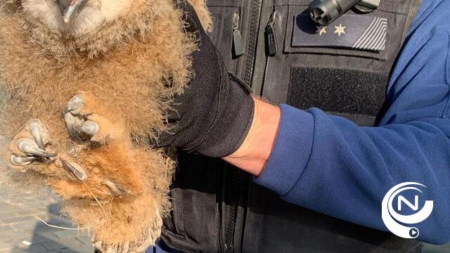 Agenten zetten uilskuiken van Oehoe terug in nest