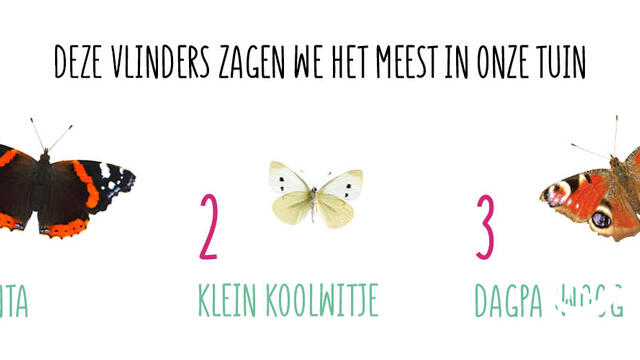 Veel vlinders tijdens laatste week Grote Vlindertelling