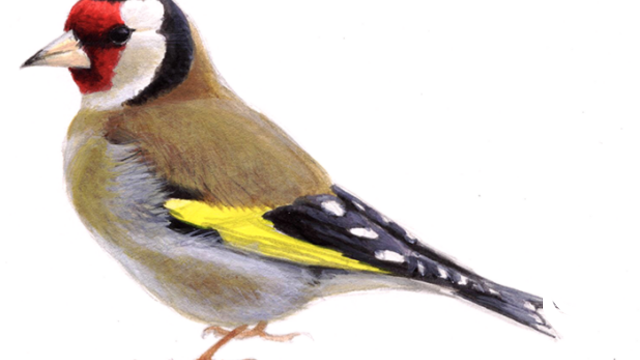 Het Grote Vogelweekend : tel mee