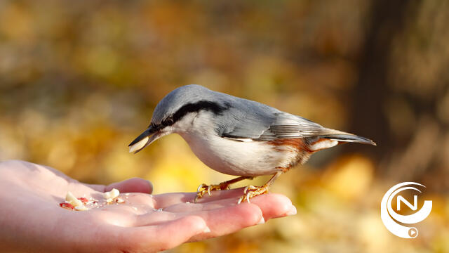 Welke vogels fladderen in jouw tuin? Doe mee met het Grote Vogeltelweekend