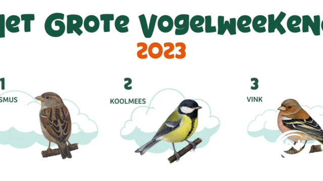 Minder merels in onze tuinen