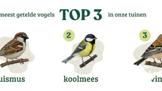 Het Grote Vogelweekend: aantal vogels blijft dalen