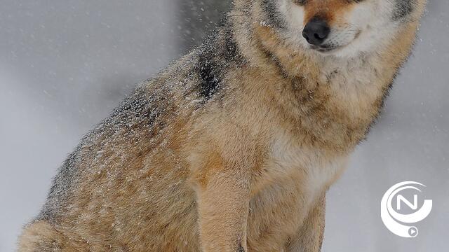 Welkom Wolf: Wolvenwandelingen in Herentals 
