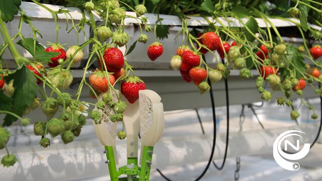 Oogstrobot in aardbeienteelt Hoogstraten : primeur